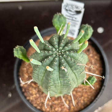 Euphorbia obesa hybrid