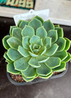 Echeveria sp