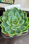 Echeveria sp