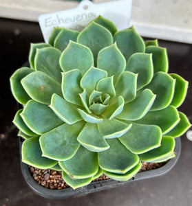 Echeveria sp