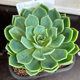 Echeveria sp