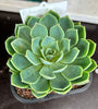 Echeveria sp