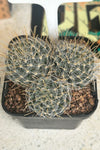 Mammillaria duwei