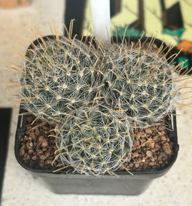 Mammillaria duwei
