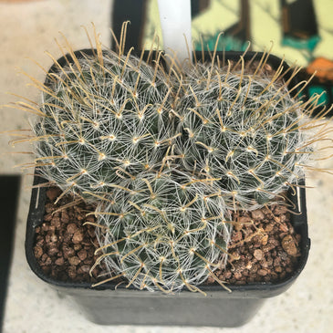 Mammillaria duwei