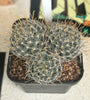 Mammillaria duwei