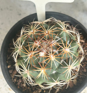 Corypantha brevicornis hybrid