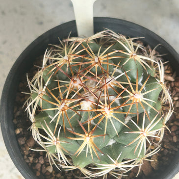 Corypantha brevicornis hybrid