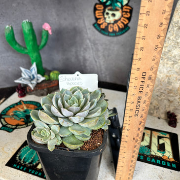 Echeveria sp