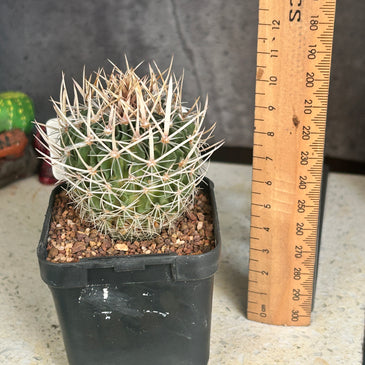 Stenocactus multicostatus