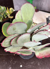 Kalanchoe hybrid
