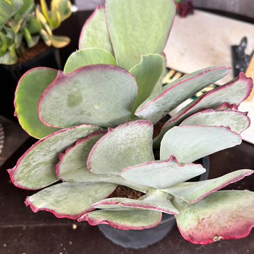 Kalanchoe hybrid