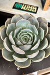 Echeveria sp
