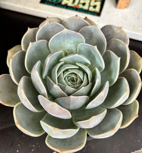 Echeveria sp