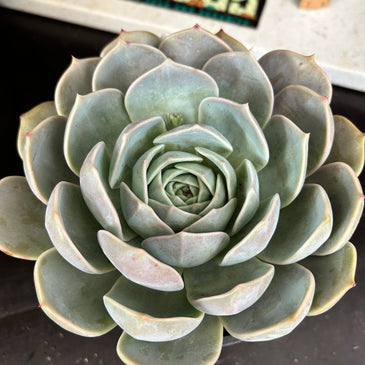 Echeveria sp
