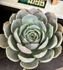 Echeveria sp