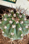 Melocactus azures