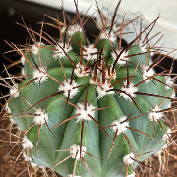Melocactus azures