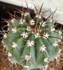 Melocactus azures