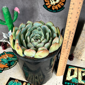 Echeveria sp