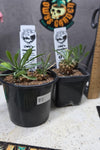 Euphorbia japonica Hybrid
