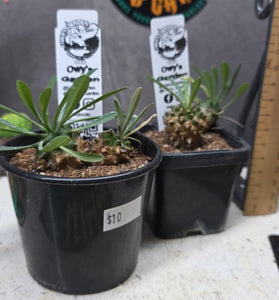 Euphorbia japonica Hybrid