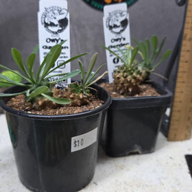 Euphorbia japonica Hybrid