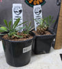 Euphorbia japonica Hybrid
