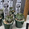 Astrophytum capricorne