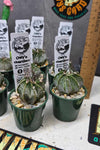 Astrophytum capricorne