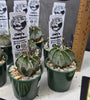 Astrophytum capricorne