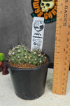 Copiapoa humillis (Double Head Pot)