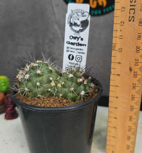 Copiapoa humillis (Double Head Pot)