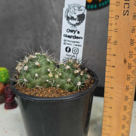 Copiapoa humillis (Double Head Pot)