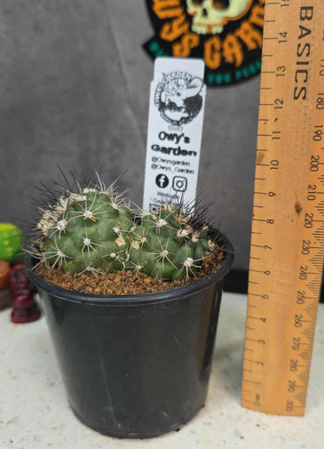 Copiapoa humillis (Double Head Pot)