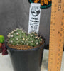 Copiapoa humillis (Double Head Pot)