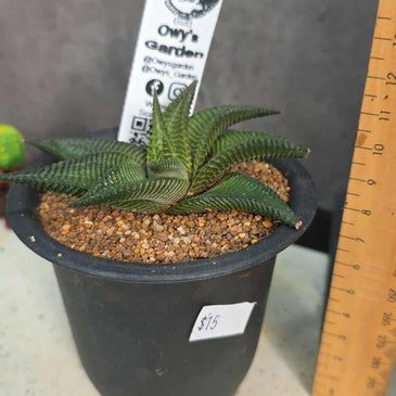 Haworthia limifolia (variegated revert)