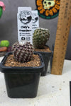 Copiapoa tenusissima