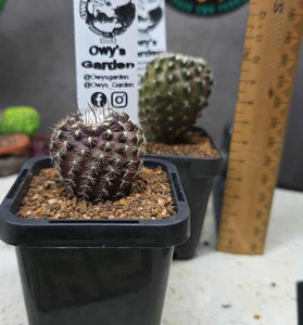 Copiapoa tenusissima