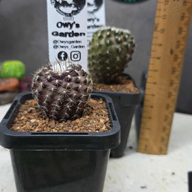 Copiapoa tenusissima