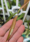 Hoya wayetii