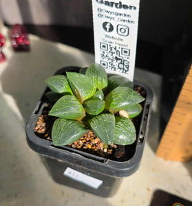 Haworthia sp. Hybrid 03