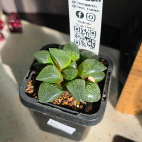 Haworthia sp. Hybrid 03