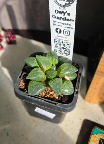 Haworthia sp. Hybrid 03
