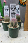 Echinocereus rigidissimus  v. rubrispina 50mm