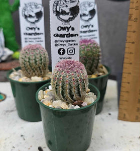 Echinocereus rigidissimus  v. rubrispina 50mm