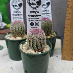 Echinocereus rigidissimus  v. rubrispina 50mm