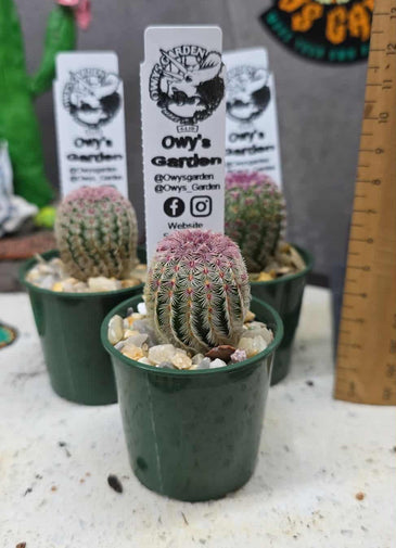 Echinocereus rigidissimus  v. rubrispina 50mm