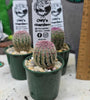 Echinocereus rigidissimus  v. rubrispina 50mm