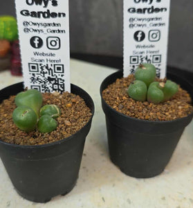 Conophytum truncatum
